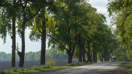 Asphalt road surrounded on both sides by green trees reaching the horizon