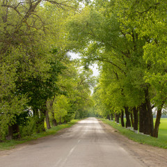 Fototapeta na wymiar Asphalt road surrounded on both sides by green trees reaching the horizon