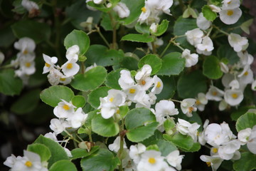 blooming apple tree in spring