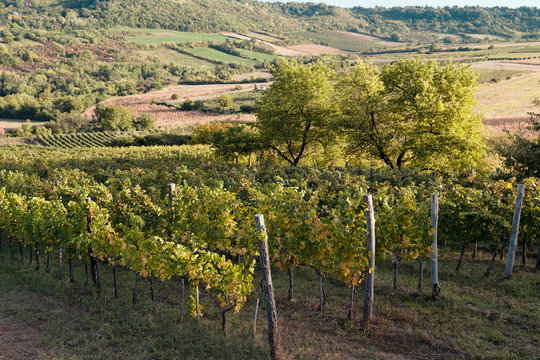 Countryside grape vine fields sunset 