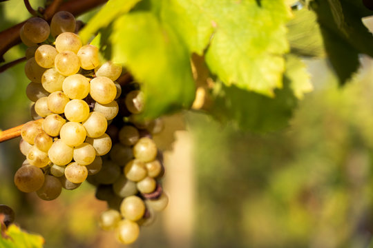 Closeup of organic white grapes in autumn harvest season