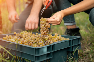 Closeup young people in vineyard helping in harvest 