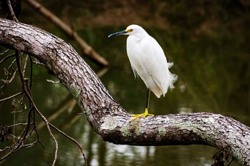 little Egret