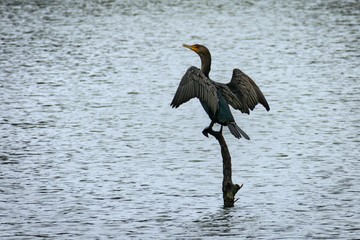 cormorant