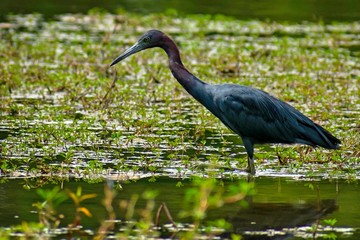 Reddish Heron