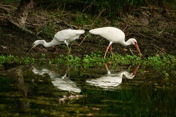Little Egret, and White Ibis