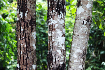 tree trunk in rain forest background