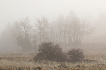 Ghostly Figures in Foggy Mine Country