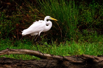 Great egret
