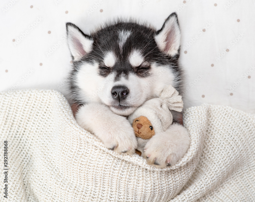 Aufkleber sleeping siberian husky puppy hugging toy bear on pillow under blanket at home. top view