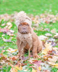 Dogue de bordeaux puppy with scarf and warm hat on his head sitting in autumn park