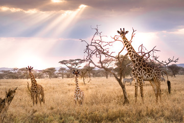 tower of giraffes