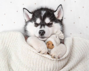 Sleeping Siberian Husky puppy hugging toy bear on pillow under blanket at home. Top view © Ermolaev Alexandr