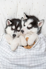 Two Siberian Husky puppies sleep together withtoy bear on pillow under blanket at home. Top view