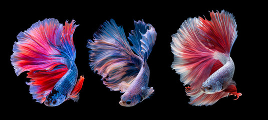 Betta Fish