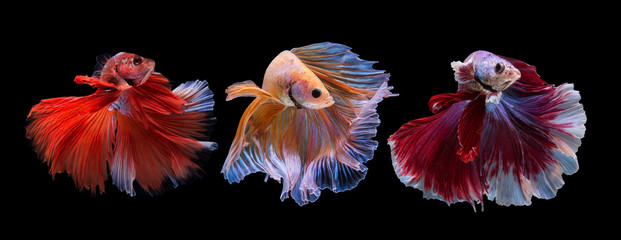 Betta Fish