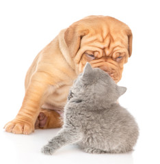 Baby kitten and mastiff puppy look at each other. isolated on white background