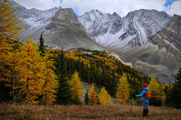 Fototapeta na wymiar Woman among golden larches in mountains. Hiking in Canadian Rockies in autumn. Kananaskis. Canmore. Alberta. Canada.