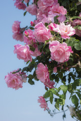 ピンクのバラと青空