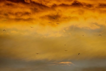 Birds and clouds