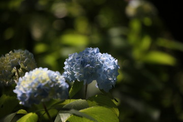 紫陽花