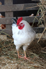 large white rustic rooster poultry farm walks in the paddock