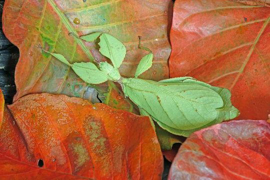 Leaf insect (Phyllium westwoodii) Green leaf insect or Walking leaves are camouflaged to take on the appearance of leaves. Leaf bug hidden on colorful autumn leaves. Selective focus.