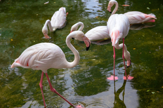 Pink flamingo birds in green water. Beautiful tropical nature photo. Flamingo bird in shallow water.
