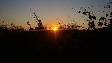 sunset in forest