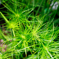 close up of papyrus plant growing in botanical garden