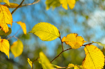 Yellow and red leaves on trees in autumn park. Abstraction of colorful autumn leaves.