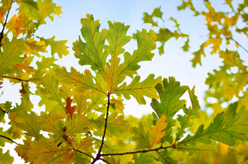 Yellow and red leaves on trees in autumn park. Abstraction of colorful autumn leaves.