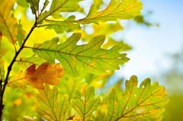 Yellow and red leaves on trees in autumn park. Abstraction of colorful autumn leaves.