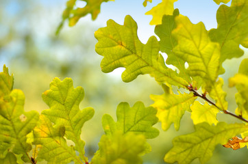 Yellow and red leaves on trees in autumn park. Abstraction of colorful autumn leaves.
