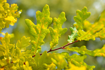 Yellow and red leaves on trees in autumn park. Abstraction of colorful autumn leaves.