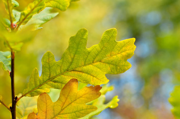Yellow and red leaves on trees in autumn park. Abstraction of colorful autumn leaves.