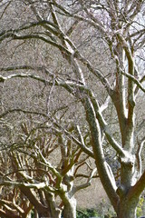 Vertical view of dense row of platanus trees with no leaves in harsh light showing just bare trunks and branches.