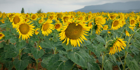 LANDSCAPE OF SUNFLOWERS FIELD, DURING SUMMER SEASON IN PROVENCE -FRANCE