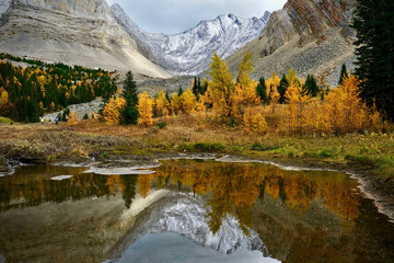 Fototapeta na wymiar Alpine lake in mountains with reflections of autumn larch trees. Autumn forest in Canadian Rockies in Kananaskis. Canmore. Alberta. Canada.