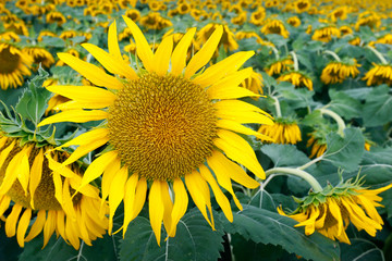 CLOSE UP OF SUNFLOWERS , DURING SUMMER SEASON IN PROVENCE -FRANCE