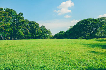 Green park and grass in garden on urban city at summer. exercise and