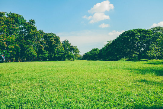 Green Park And Grass In Garden On Urban City At Summer. Exercise And