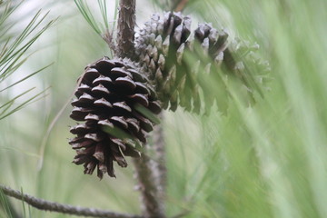 pine cone on a branch