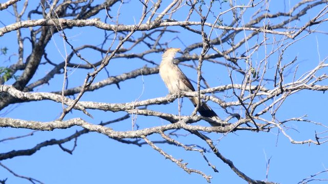 A guira cuckoo  (Guira guira) perched on a branch high on a tree,  with leafless branches and a clean blue sky in the background.