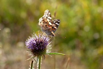 butterfly on flower