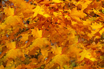 Background, not fallen yellow maple leaves.