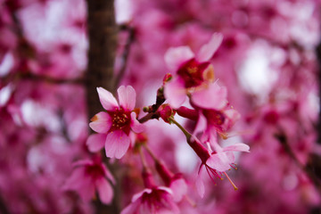 Obraz premium pink flowers in garden