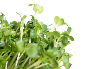 kaiware Daikon Sprouts, radish sprout