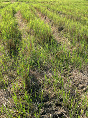 Car crossing large rice fields growing with tire tracks on wet muddy, road, Tyre track on dirt mud, off road track.The cornfield that were traces of driving wheels running through in the evening.
