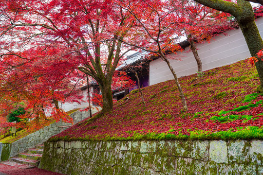 68 Best 曼殊院 Images Stock Photos Vectors Adobe Stock 68 Best 曼殊院 Images Stock Photos Vectors Adobe Stock